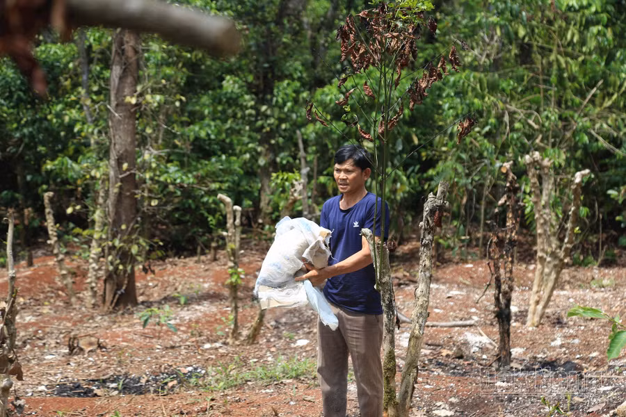 Rẫy cà phê của gia đình ông Nguyễn Huy Hảo khô héo, phải chặt bỏ sau khi cơ quan chức năng kiểm đếm và tuyên truyền ngừng chăm sóc để phục vụ thu hồi đất
