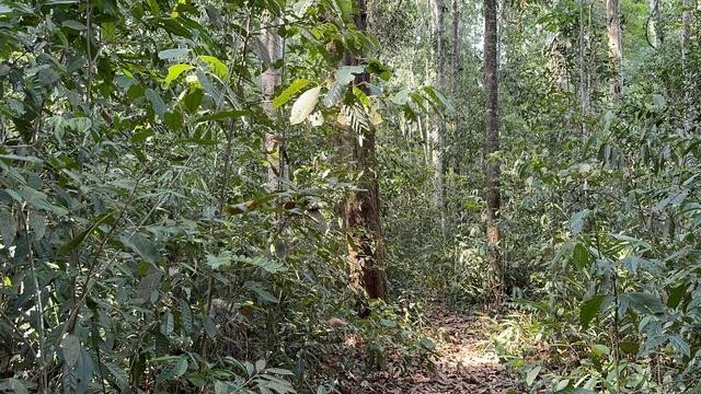 Một lối mòn bên trong khu rừng phòng hộ Bù Đăng