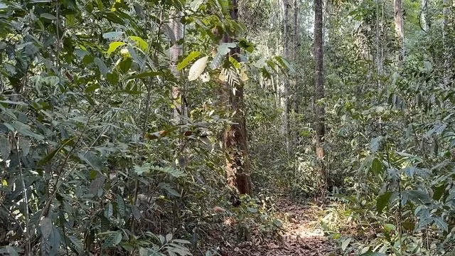 Một lối mòn bên trong khu rừng phòng hộ Bù Đăng