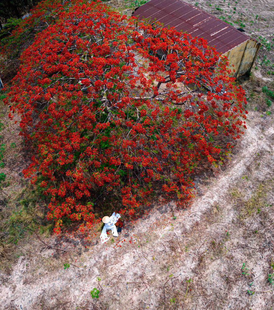 Cây phượng nằm gần chân núi Bà Đen, từ cổng sau đường dẫn vào Khu du lịch núi Bà, chúng ta quẹo phải và đi khoảng 2 km về hướng huyện Dương Minh Châu sẽ thấy cây phượng già mọc bên trái đường, cạnh Văn phòng khu phố Phước Long 2