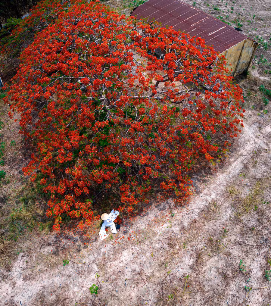 Cây phượng nằm gần chân núi Bà Đen, từ cổng sau đường dẫn vào Khu du lịch núi Bà, chúng ta quẹo phải và đi khoảng 2 km về hướng huyện Dương Minh Châu sẽ thấy cây phượng già mọc bên trái đường, cạnh Văn phòng khu phố Phước Long 2