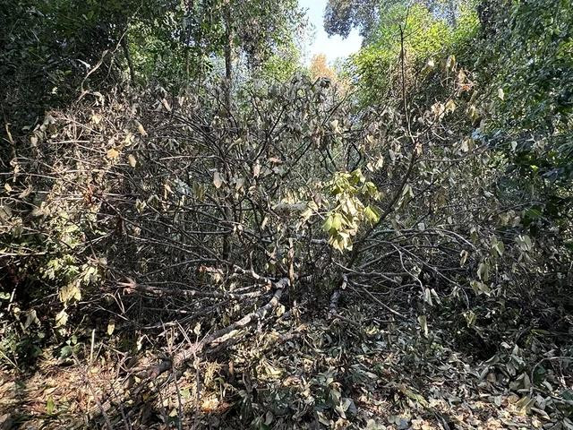 Cành cây ươi không còn nguyên vẹn sau khi bị chặt hạ