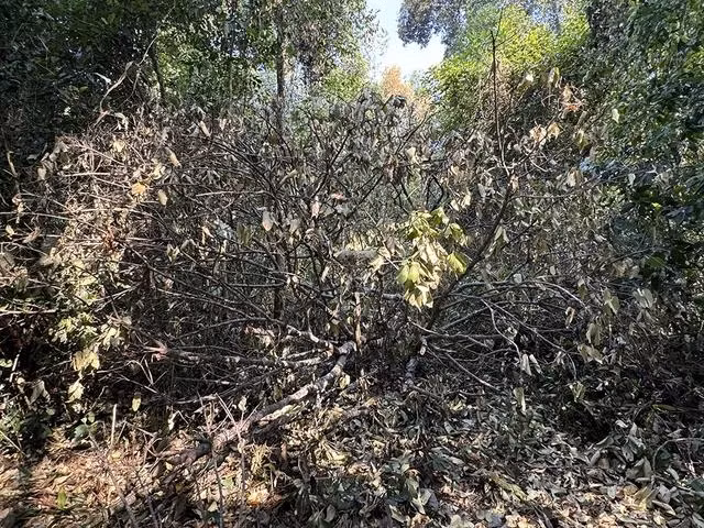 Cành cây ươi không còn nguyên vẹn sau khi bị chặt hạ Cành cây ươi không còn nguyên vẹn sau khi bị chặt hạ