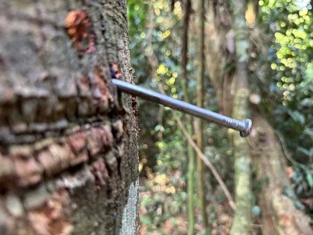 Cây ươi sau khi bị cắt trụi cành, nhưng vẫn bị hàng đinh 10 ghim chặt