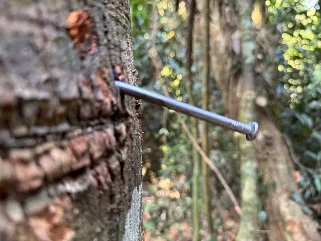 Cây ươi sau khi bị cắt trụi cành, nhưng vẫn bị hàng đinh 10 ghim chặt Cây ươi sau khi bị cắt trụi cành, nhưng vẫn bị hàng đinh 10 ghim chặt