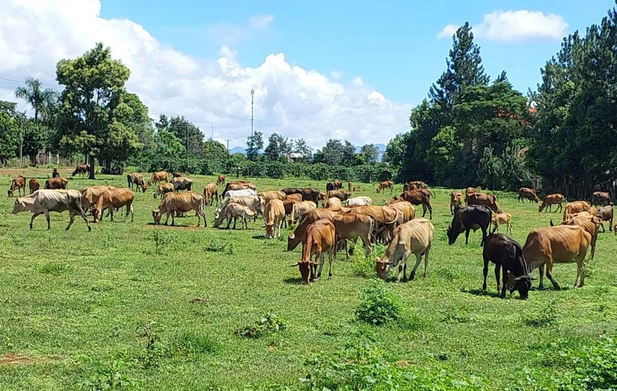Người dân xã Adơk (huyện Đak Đoa) nuôi bò chăn thả rông. Ảnh: N.D Người dân xã Adơk (huyện Đak Đoa) nuôi bò chăn thả rông. Ảnh: N.D