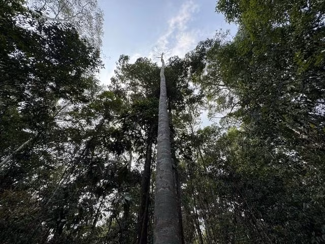 Một cây ươi cổ thụ cao gần 40 m bị cắt trơ trụi cành để lấy quả