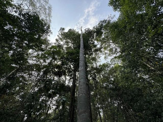 Một cây ươi cổ thụ cao gần 40 m bị cắt trơ trụi cành để lấy quả Một cây ươi cổ thụ cao gần 40 m bị cắt trơ trụi cành để lấy quả