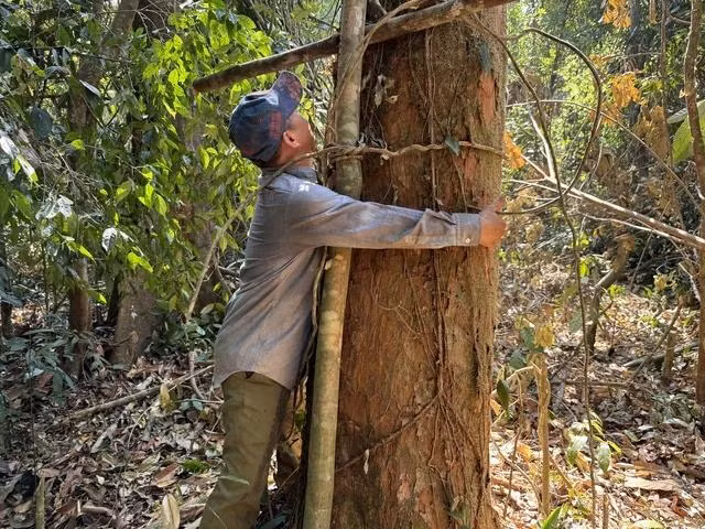 Cây ươi cổ thụ hơn 100 năm tuổi bị cắt trụi cành