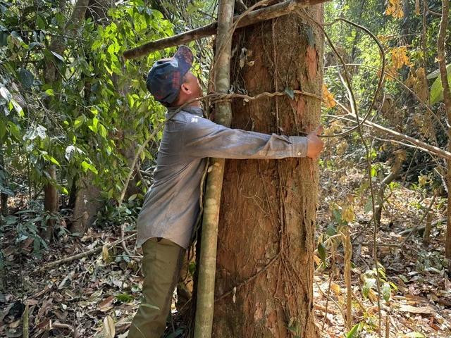 Cây ươi cổ thụ hơn 100 năm tuổi bị cắt trụi cành Cây ươi cổ thụ hơn 100 năm tuổi bị cắt trụi cành
