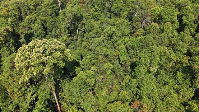 Một cây ươi đang ra quả phủ kín ngọn tại khu rừng phòng hộ Bù Đăng