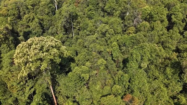 Một cây ươi đang ra quả phủ kín ngọn tại khu rừng phòng hộ Bù Đăng