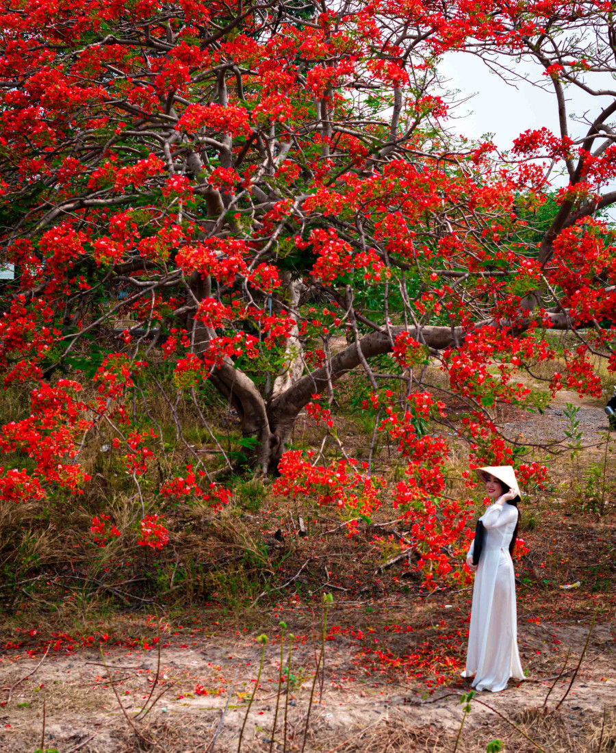 Chị Phú Khánh, một trong những người đầu tiên chụp ảnh với cây phượng trái tim chia sẻ: &quot;Tôi từng đi qua cung đường này rất nhiều lần, nhưng phải đến khi gốc phượng già bừng tỉnh, từng cánh hoa rực sáng như trái chín nặng trĩu trên cành thì bản thân mới phát hiện ra nét đẹp khó cưỡng của nó&quot;