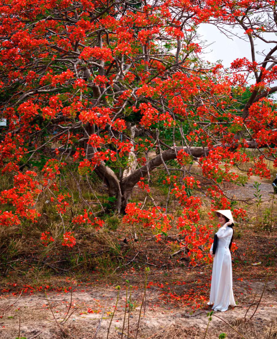 Chị Phú Khánh, một trong những người đầu tiên chụp ảnh với cây phượng trái tim chia sẻ: "Tôi từng đi qua cung đường này rất nhiều lần, nhưng phải đến khi gốc phượng già bừng tỉnh, từng cánh hoa rực sáng như trái chín nặng trĩu trên cành thì bản thân mới phát hiện ra nét đẹp khó cưỡng của nó"