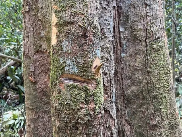 Ngoài dấu sơn, cây ươi còn có các vết khắc bằng dao, rựa làm ký hiệu