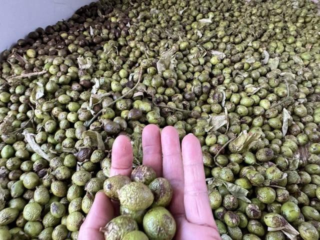 Ươi xanh được khai thác theo cách cắt tỉa cành hoặc đốn hạ nguyên cây Ươi xanh được khai thác theo cách cắt tỉa cành hoặc đốn hạ nguyên cây