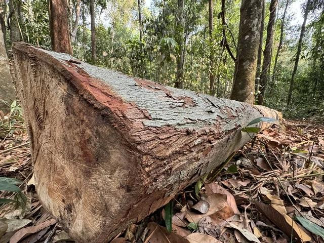 Một cây ươi bị đốn hạ có đường kính hơn 70 cm, thân cao khoảng 30 m Một cây ươi bị đốn hạ có đường kính hơn 70 cm, thân cao khoảng 30 m