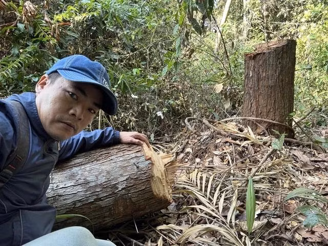 Cây ươi bị đốn hạ giữa rừng