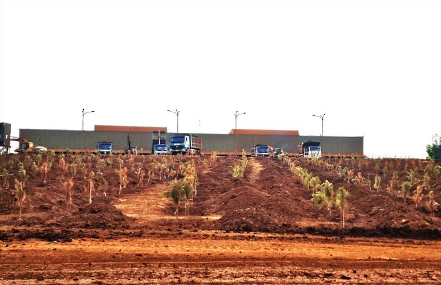 Việc trồng cây keo trên đất sau khai thác bô xít không hiệu quả Việc trồng cây keo trên đất sau khai thác bô xít không hiệu quả