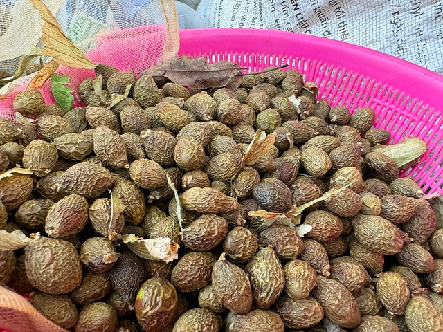 Quả ươi bay đang cho giá trị kinh tế rất cao