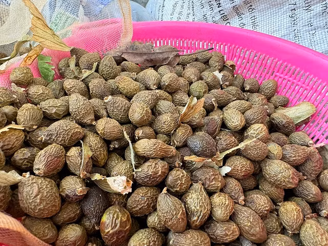 Quả ươi bay đang cho giá trị kinh tế rất cao Quả ươi bay đang cho giá trị kinh tế rất cao