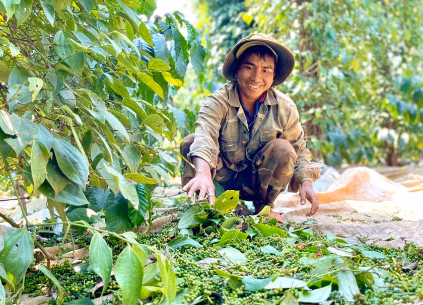 Nông dân thu hoạch hồ tiêu. Ảnh: V.T