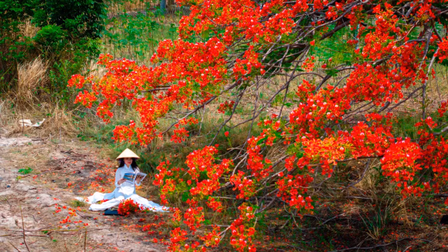 Chị không nghĩ cây phượng có một góc ảnh trên cao độc đáo đến vậy, giống hình trái tim một cách kỳ lạ. "Tôi như đang trở về thời còn đi học khi chụp hình dưới gốc phượng này", chị hồ hởi