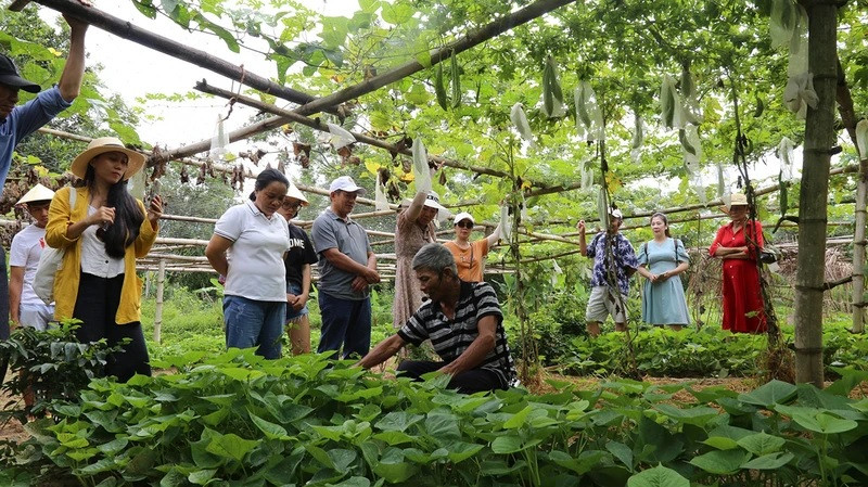 Đoàn khách du lịch học tập, nghiên cứu tại các hộ dân. Đoàn khách du lịch học tập, nghiên cứu tại các hộ dân.