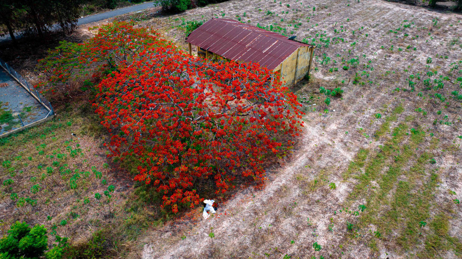 &quot;Trên đường tìm chỗ ăn trưa cạnh núi Bà Đen, tôi vô tình nhìn thấy hình ảnh cây phượng nở xum xuê, đỏ rực giữa những luống mì sau thu hoạch, cạnh một ngôi trường bỏ hoang. Vốn là người thích chụp ảnh, tôi không thể nào bỏ qua được vẻ đẹp như thế này&quot;, nhiếp ảnh gia Nguyễn Minh Tú đến từ TP.HCM, chia sẻ. Vì thế, hôm sau anh đã rủ đồng nghiệp đến chụp ảnh cùng và là người đầu tiên đưa lên mạng xã hội, thu hút hàng chục ngàn người xem