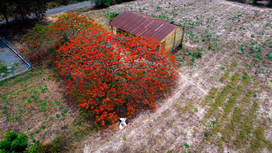 "Trên đường tìm chỗ ăn trưa cạnh núi Bà Đen, tôi vô tình nhìn thấy hình ảnh cây phượng nở xum xuê, đỏ rực giữa những luống mì sau thu hoạch, cạnh một ngôi trường bỏ hoang. Vốn là người thích chụp ảnh, tôi không thể nào bỏ qua được vẻ đẹp như thế này", nhiếp ảnh gia Nguyễn Minh Tú đến từ TP.HCM, chia sẻ. Vì thế, hôm sau anh đã rủ đồng nghiệp đến chụp ảnh cùng và là người đầu tiên đưa lên mạng xã hội, thu hút hàng chục ngàn người xem