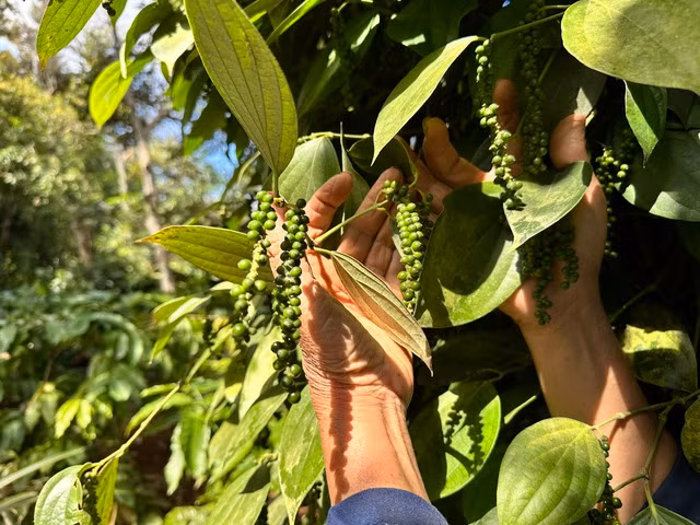 Giá tiêu bất ngờ tăng mạnh