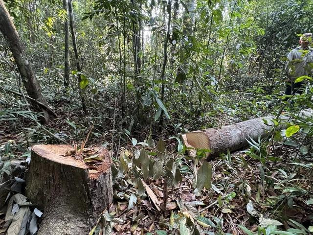 Một cây ươi cao to đã bị đốn hạ để lấy quả Một cây ươi cao to đã bị đốn hạ để lấy quả