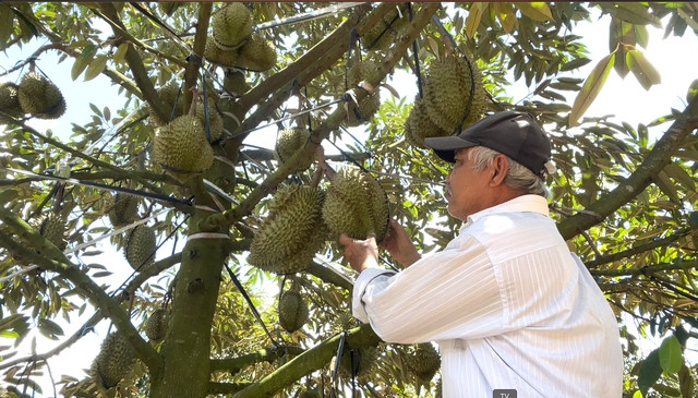 Lão nông 'mê' đất - Ảnh 4. Ông Lâm bên cây sầu riêng trĩu quả. Ảnh: ĐỨC HUY