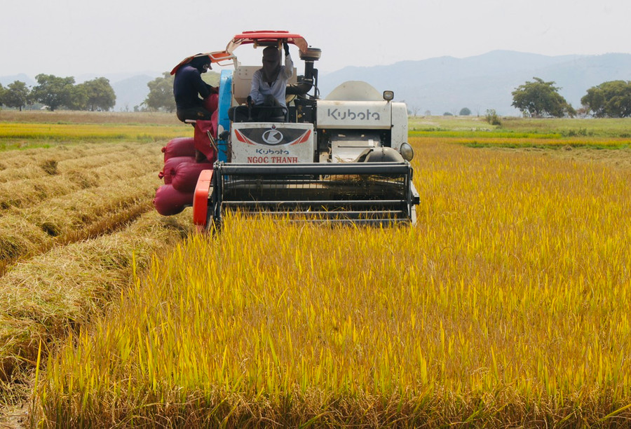 Người dân thị xã Ayun Pa thu hoạch lúa Đông Xuân. Ảnh: Vũ Chi