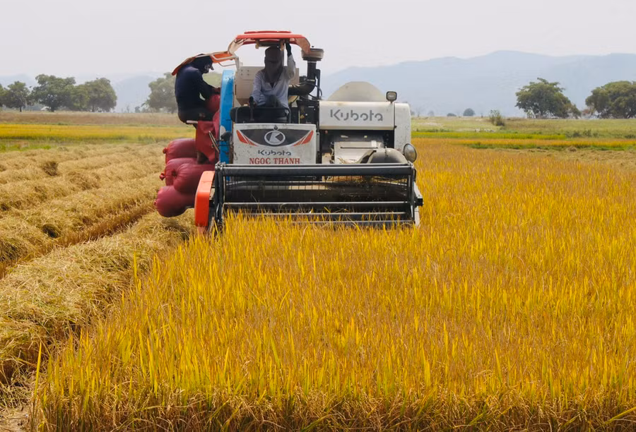 Người dân thị xã Ayun Pa thu hoạch lúa Đông Xuân. Ảnh: Vũ Chi