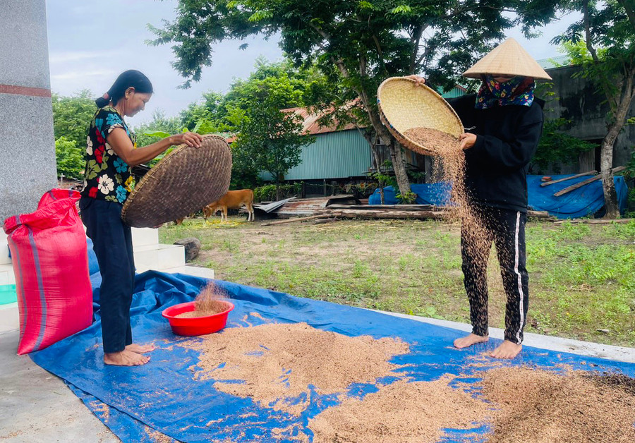 Chị Rah Lan H’Chon (bìa trái, buôn Phu Ma Miơng, xã Ia Rtô, thị xã Ayun Pa) sàng sảy hạt mè để bán cho thương lái. Ảnh: Vũ Chi Chị Rah Lan H’Chon (bìa trái, buôn Phu Ma Miơng, xã Ia Rtô, thị xã Ayun Pa) sàng sảy hạt mè để bán cho thương lái. Ảnh: Vũ Chi