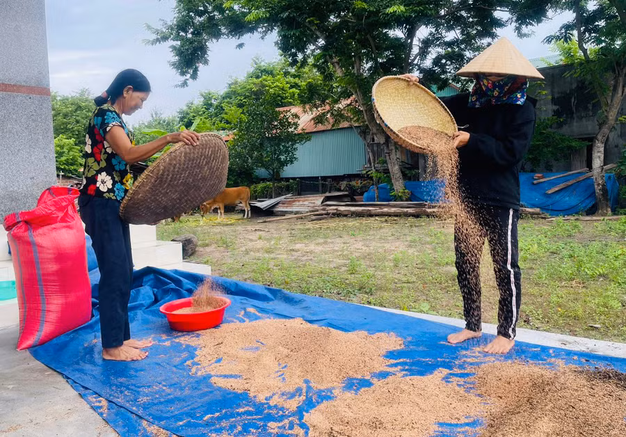 Chị Rah Lan H’Chon (bìa trái, buôn Phu Ma Miơng, xã Ia Rtô, thị xã Ayun Pa) sàng sảy hạt mè để bán cho thương lái. Ảnh: Vũ Chi