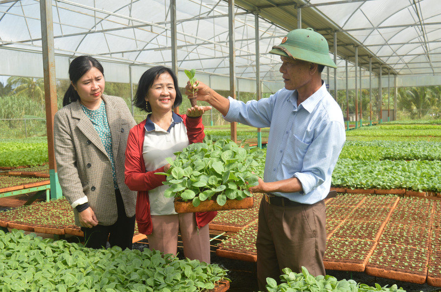 Ông Trần Xuân Lãm giới thiệu về những giống rau trong vườn ươm của gia đình. Ảnh: Phương Dung Ông Trần Xuân Lãm giới thiệu về những giống rau trong vườn ươm của gia đình. Ảnh: Phương Dung