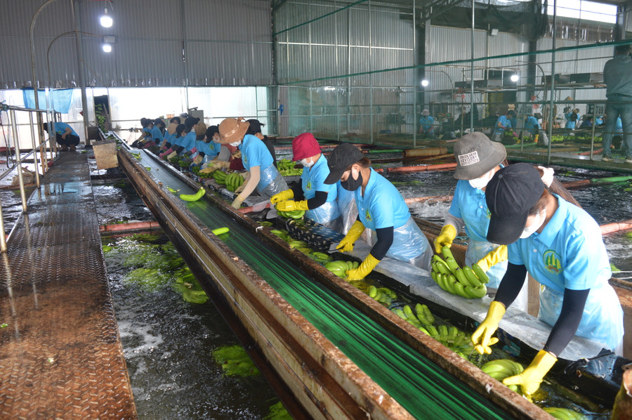 Công ty cổ phần Nông nghiệp công nghệ cao Hưng Sơn giải quyết việc làm cho nhiều lao động địa phương. Ảnh: Anh Huy