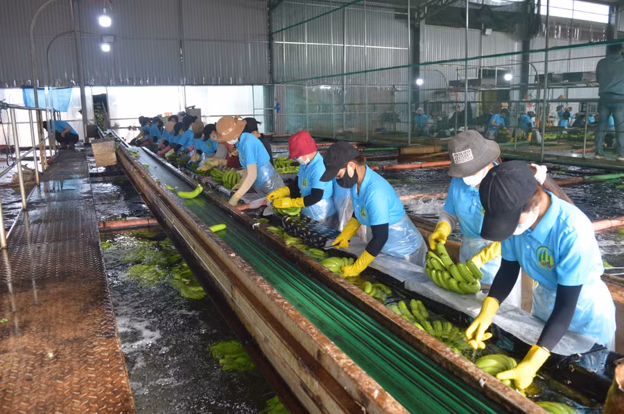 Công ty cổ phần Nông nghiệp công nghệ cao Hưng Sơn giải quyết việc làm cho nhiều lao động địa phương. Ảnh: Anh Huy