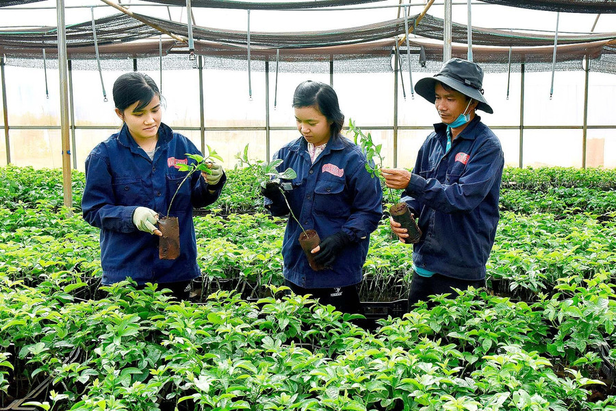 Gia Lai đã thu hút nhiều dự án phát triển nông nghiệp công nghệ cao. Ảnh: Đức Thụy