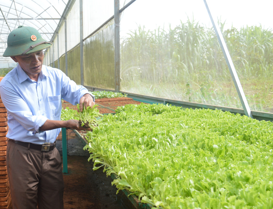 Ông Lãm đang thử nghiệm cách gieo mới đối với giống rau xà lách. Ảnh: Phương Dung Ông Lãm đang thử nghiệm cách gieo mới đối với giống rau xà lách. Ảnh: Phương Dung