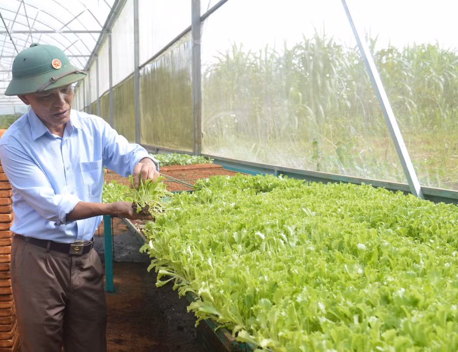 Ông Lãm đang thử nghiệm cách gieo mới đối với giống rau xà lách. Ảnh: Phương Dung