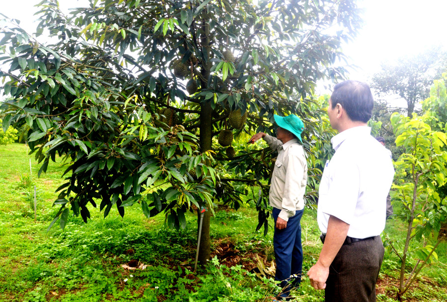 Hội viên Nông hội trồng trái cây ở thôn Thanh Bình, xã Ia Bă tham quan vườn cây. Ảnh: Tấn Lập Hội viên Nông hội trồng trái cây ở thôn Thanh Bình, xã Ia Bă tham quan vườn cây. Ảnh: Tấn Lập