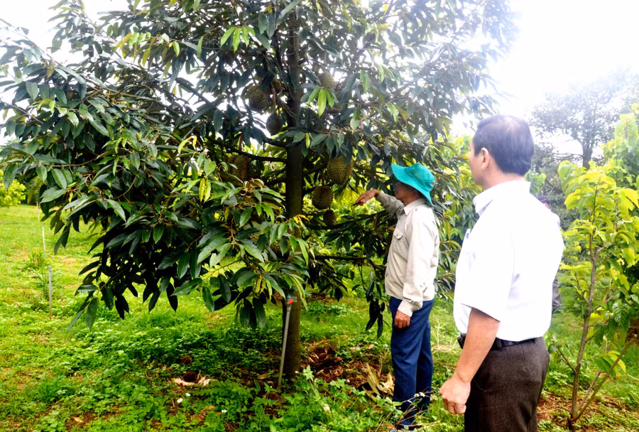 Hội viên Nông hội trồng trái cây ở thôn Thanh Bình, xã Ia Bă tham quan vườn cây. Ảnh: Tấn Lập