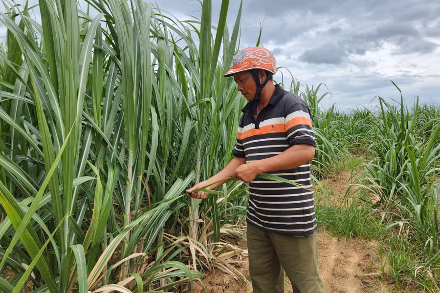 Ông Đinh Krứ (làng Sơ Kiết, xã An Trung) chăm sóc ruộng mía của gia đình. Ảnh: Ngọc Sang