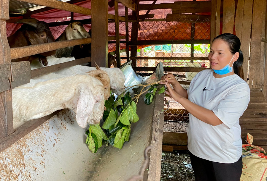 Chương trình MTQG phát triển kinh tế-xã hội vùng đồng bào DTTS và miền núi giúp đồng bào DTTS có cơ hội phát triển kinh tế, ổn định đời sống. Ảnh: Hà Duy