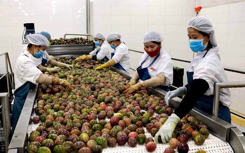 Dây chuyền sản xuất của Nhà máy chế biến rau quả (DOVECO Gia Lai). Ảnh: Ngọc Sang