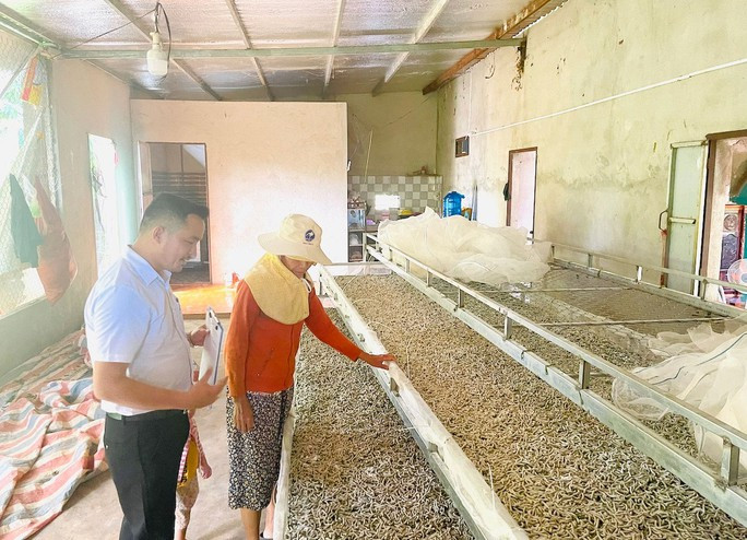 Vững tin đầu tư trên đất hồ tiêu chết - Ảnh 2. Bà Đặng Tây Nguyên chăm sóc lứa tằm mới