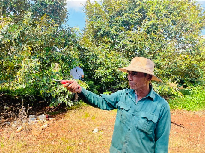 Vững tin đầu tư trên đất hồ tiêu chết - Ảnh 4. Những lúc nhàn rỗi, ông Nguyễn Trọng Dũng lại cắt cành, tạo dáng mới cho vườn sầu riêng